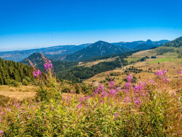 Paysage de montagnes et de fleurs roses en Auvergne