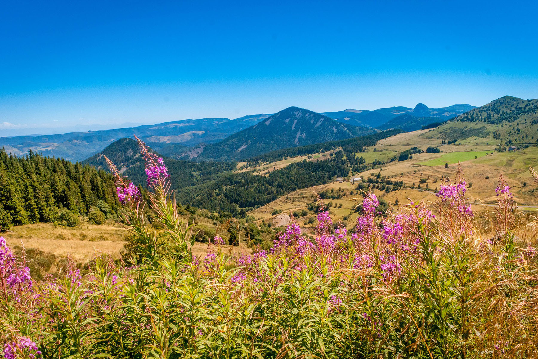 Paysage de montagnes et de fleurs roses en Auvergne